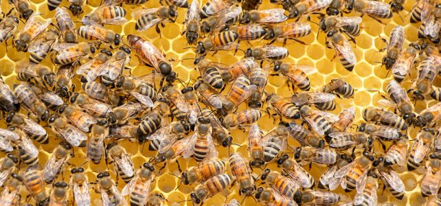 Honeybee Venom May Help Kill Breast Cancers in Future Honeybee Venom May Help Kill Breast Cancers in Future