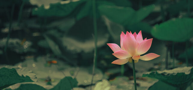 Lotus leaf extracts may hold potential for breast cancer treatment Lotus leaf extracts may hold potential for breast cancer treatment